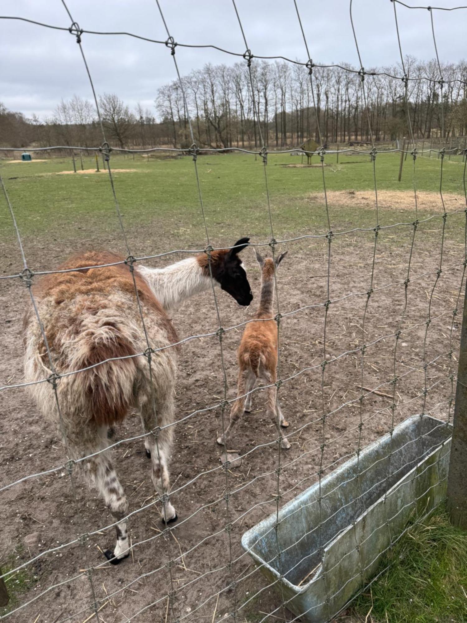 Billund Farm Holiday Buitenkant foto