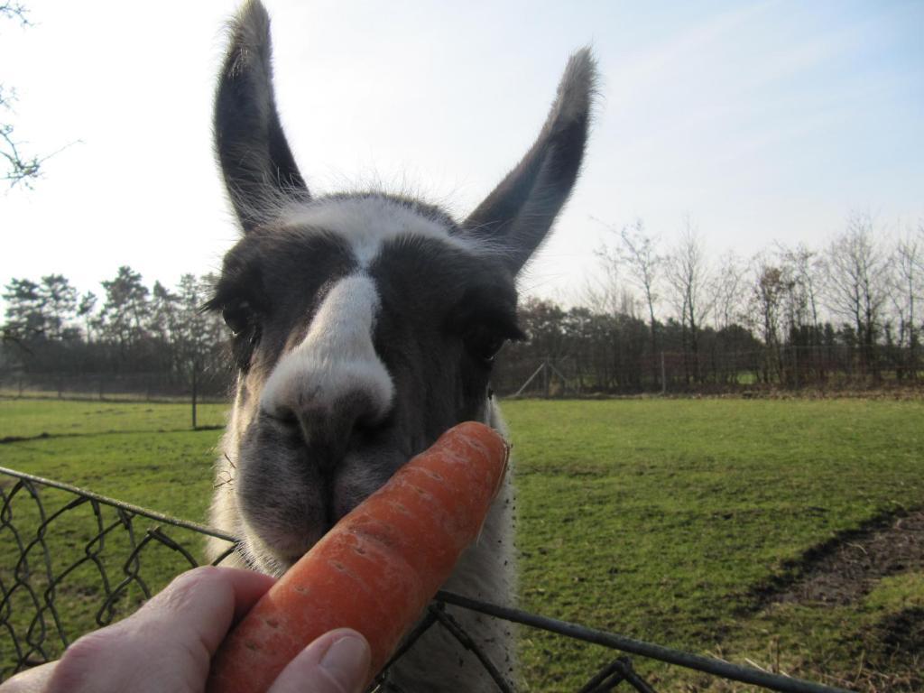 Billund Farm Holiday Buitenkant foto